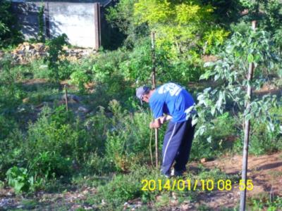 Plantio de 13 mudas no terreno localizado na Rua Dom Pedro no Bairro Aparecida